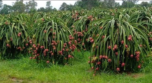 পোরশায় ড্রাগন চাষে বছরে আয় কোটি টাকা